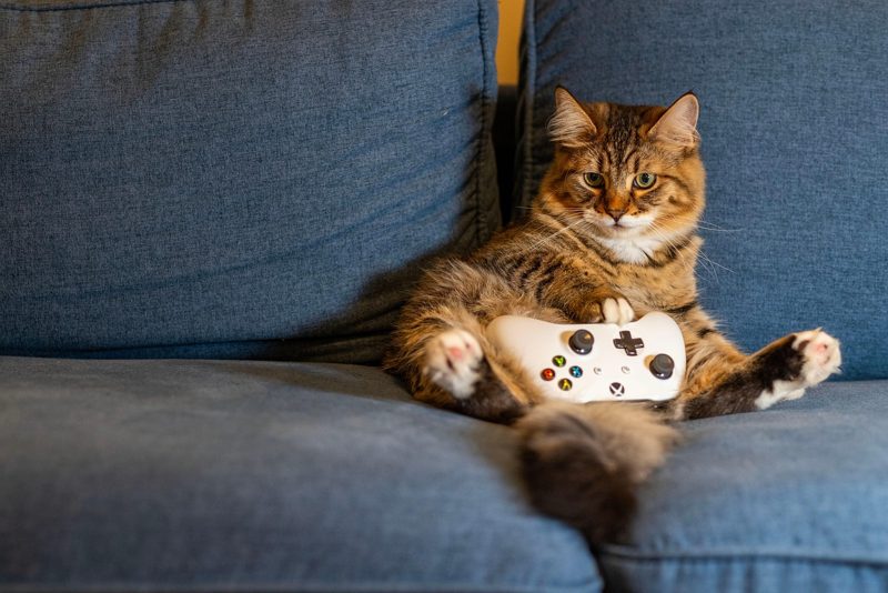 Illustration: A cute cat sitting on a blue sofa holding a video game controller