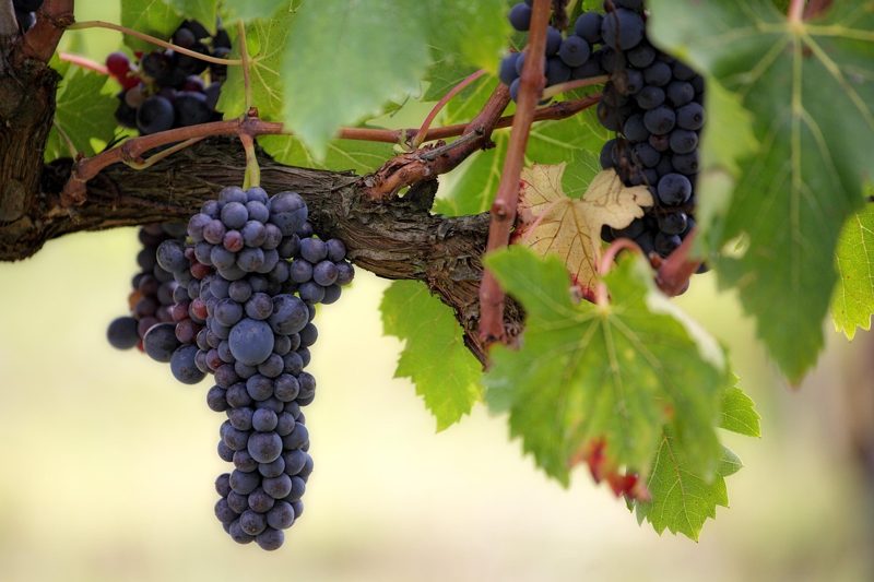 Illustration: A close-up of dark grapes hanging on a vine