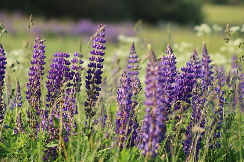 Illustration: A vibrant field filled with blooming purple lupine flowers