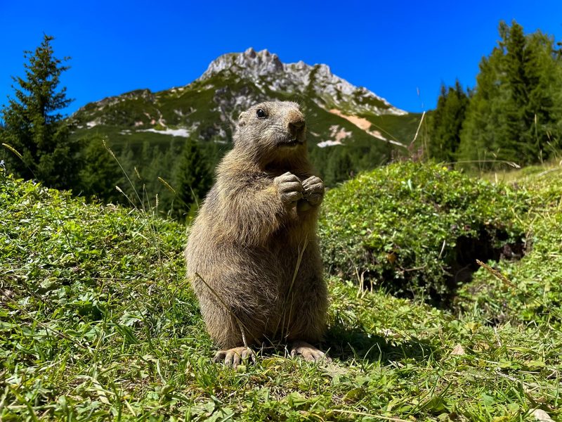 Illustration: A marmot stands upright on a grassy mountain slope, holding its paws