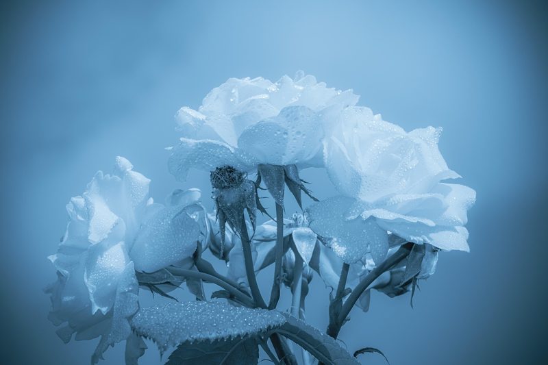 Illustration: A blue-toned close-up of a bunch of dewy roses