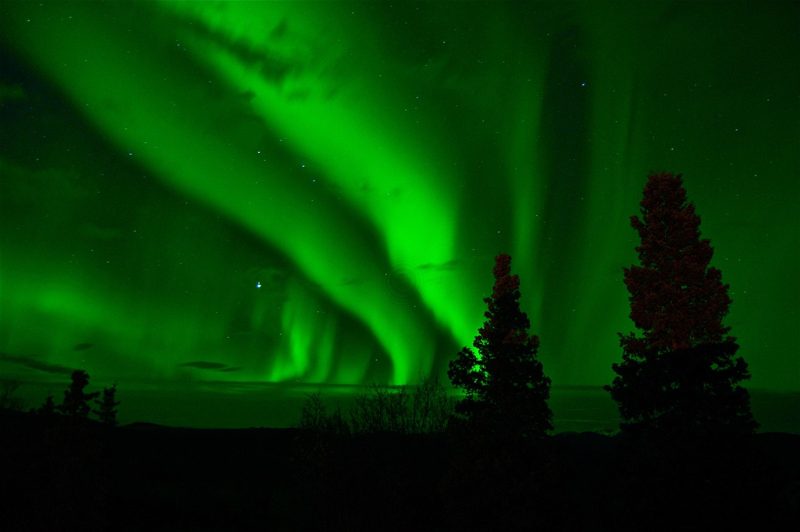 Illustration: Northern lights glowing green in the night sky over trees