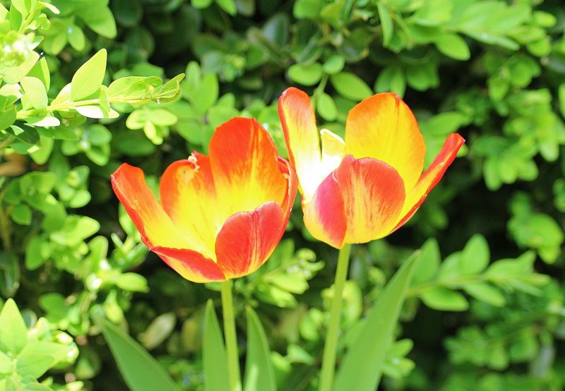 Illustration: Two red and yellow tulips blooming in front of green leaves
