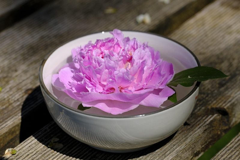 Illustration: A pink peony flower floating in a bowl of water