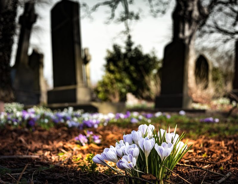 Illustration: Spring flowers in a graveyard with headstones in the background