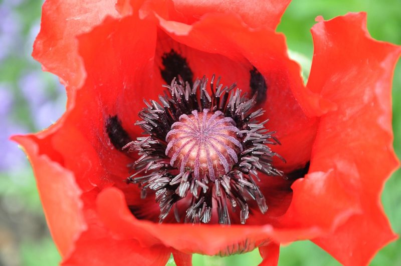 Illustration: A close-up of a red poppy flower with black stamens